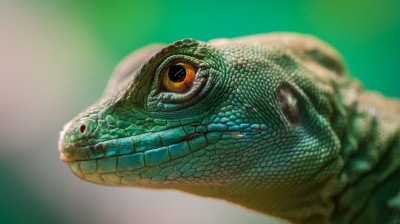 Veneno Mortal | Curiosidades del Mundo Animal