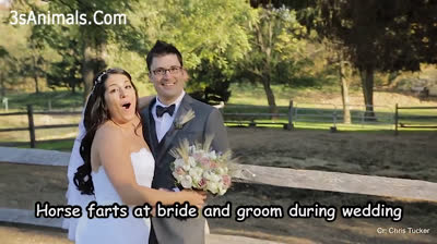 ¡No apto para serios! Risas aseguradas con estos desopilantes vídeos del 2024"