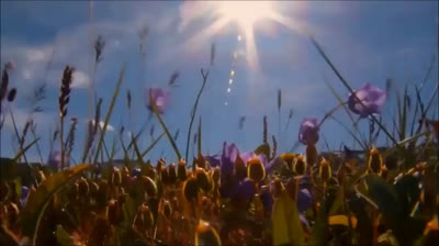 Nature en Images et Musique